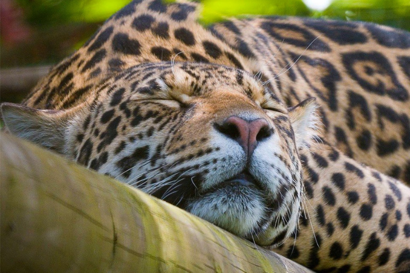  Leopard at Paradise Wildlife Park
