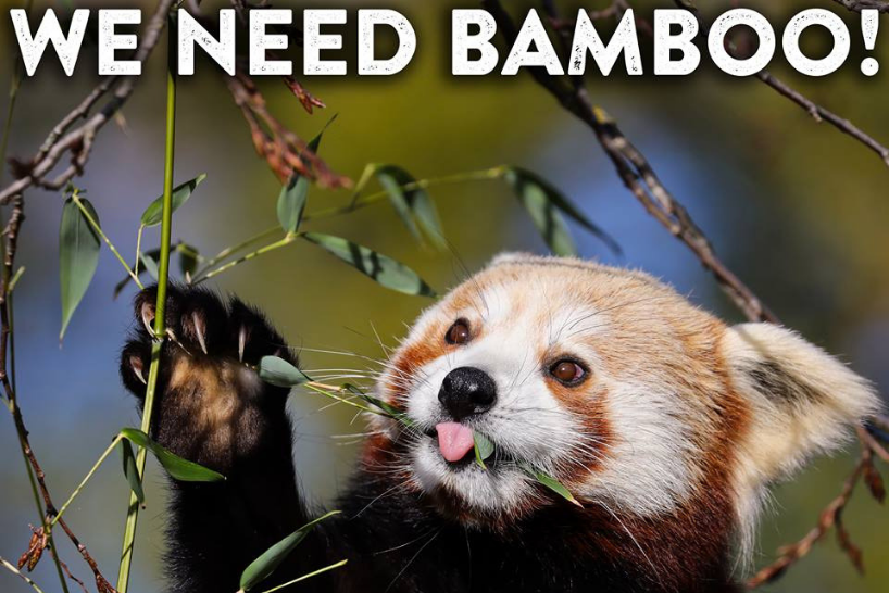 Red panda bamboo
