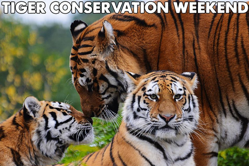  Tiger conservation Paradise Wildlife Park 